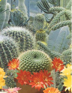 Cactacee y Plantas Carnosa en Mezcla