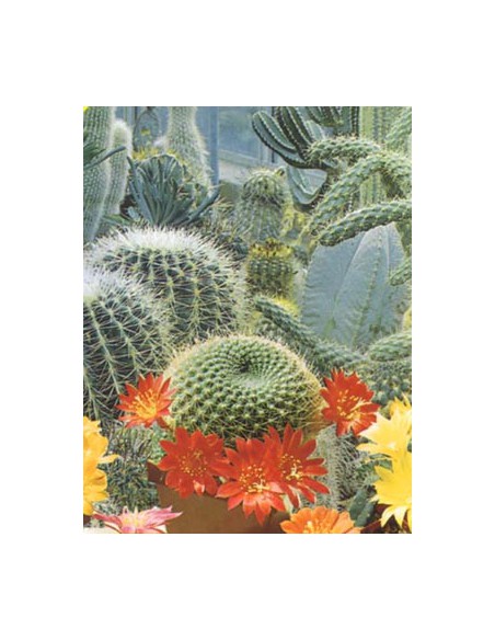 Mixture of Cactus and Succulent Plants