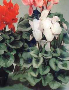 Cyclamen Mixed