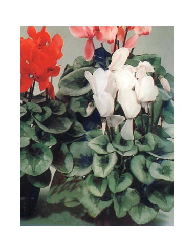 Cyclamen Mixed