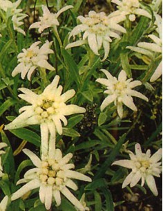 Edelweiss Alpino