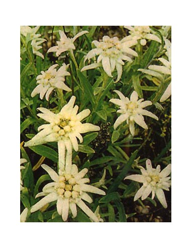 Edelweiss Leontopodium Alpinum