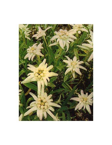 Edelweiss Alpino