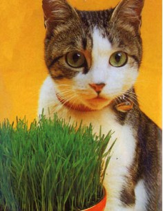 Hierba de los Gatos