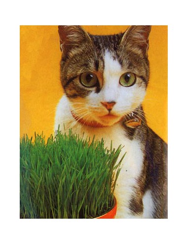 Erba dei Gatti