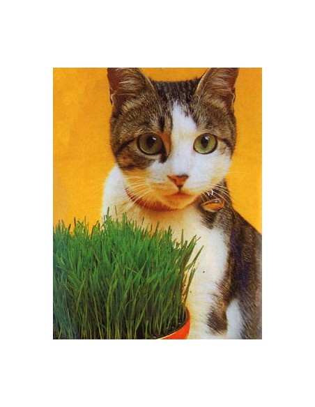 Hierba de los Gatos