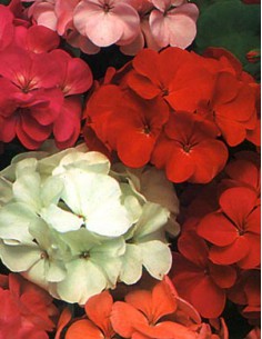 Geranio Grandi Fiori in Miscuglio