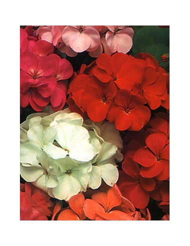 Geranio Grandi Fiori in Miscuglio