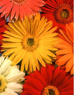 Gerbera Jamesonii Mix