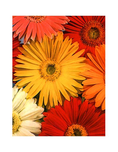 Gerbera Jamesonii Mix