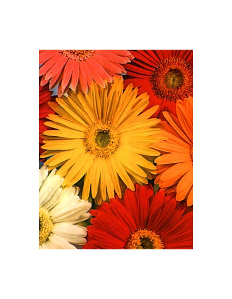 Gerbera Jamesonii Mix