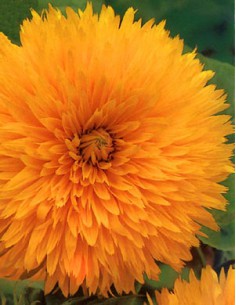 Girasole Doppio Della California