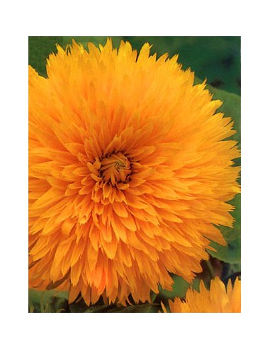 Girasole Doppio Della California
