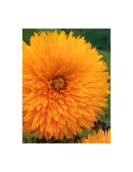 Girasole Doppio Della California