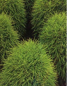 Kokia