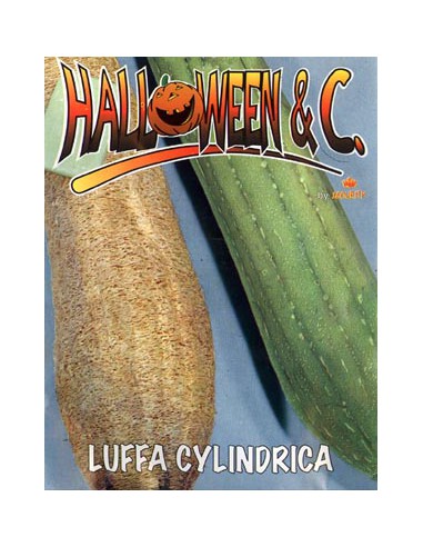 Loofah ( Luffa Cylindrica )