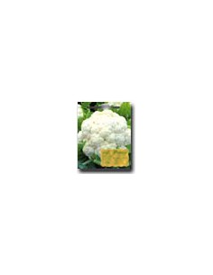 Late Cabbage of Fauno