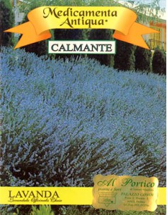 Lavander