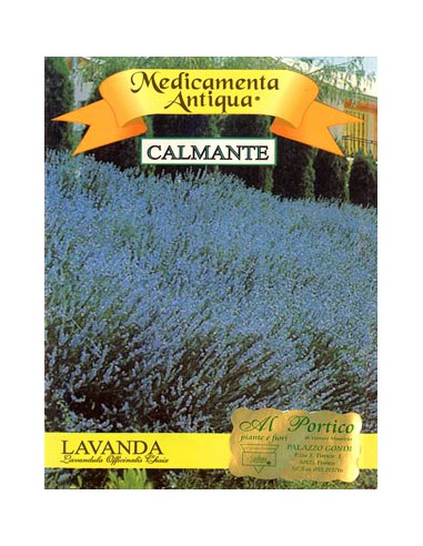 Lavander