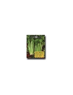 Full Rib Giant Celery