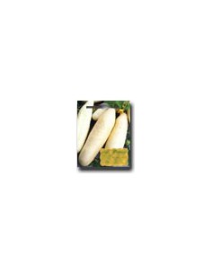 White Cucumber