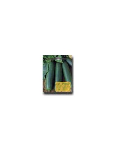 Long Cucumber of the Greengrocer