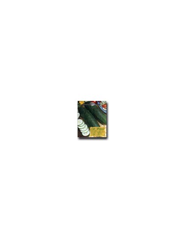 Marketmore Cucumber