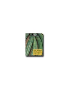 Cetrioli Tortarello Barese