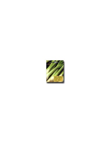 White Lisbon Salad Onion