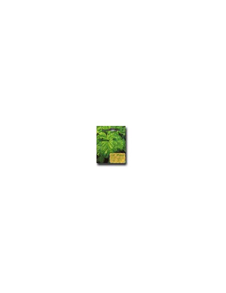 Lettuce Leaf Basil