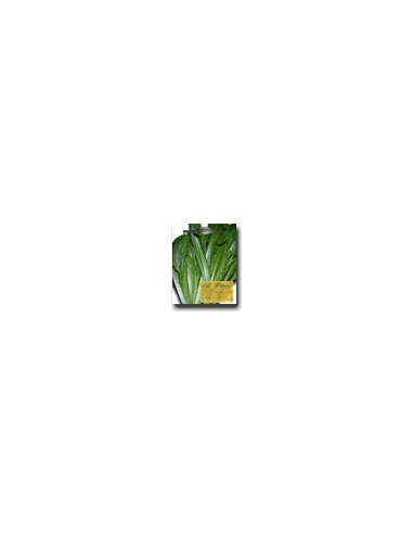 White Prickly Endive of Naples