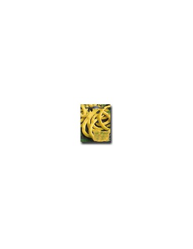 Yellow Scarlet Bean