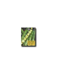 Supersimonia2 Broad Bean