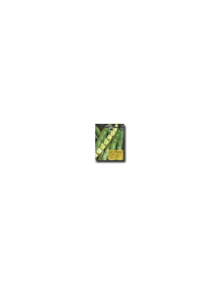 Fava Supersimonia2