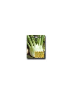 Fennel of Florence