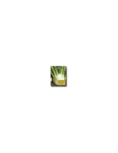 Fennel of Florence
